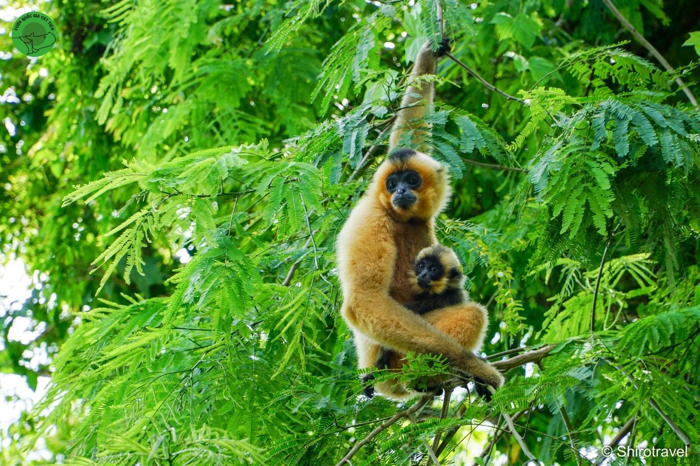Spot endangered primates on eco-friendly Vietnam Tours